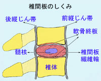 椎間板のしくみ