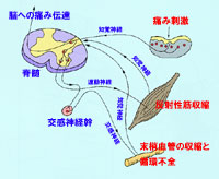 筋緊張の発生メカニズム