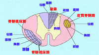 脊髄の断面