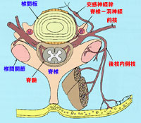 脊髄後枝内側枝(椎間関節性疼痛)