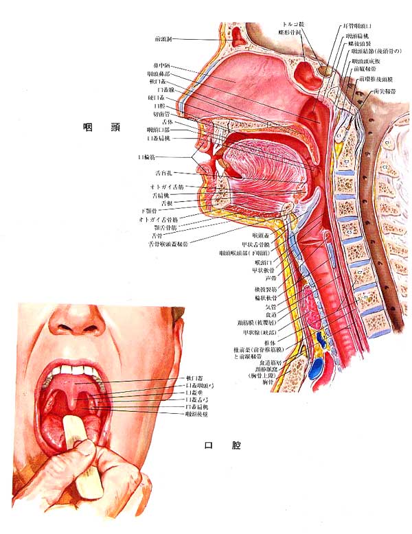 咽頭と口腔