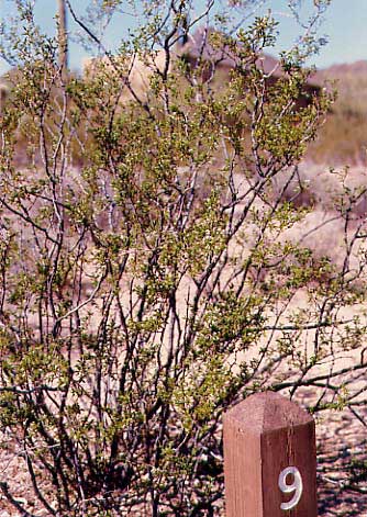 オーガンパイプカクタス国定公園　案内書を片手に小道の番号に沿って歩くと、いろいろなサボテンを目にすることができます。