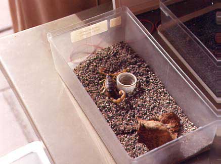 （サワロ国立公園）砂漠に住んでいるサソリや大トカゲが生きたまま見ることができますが、これらはこのMuseumの 展示のほんの一例です。
