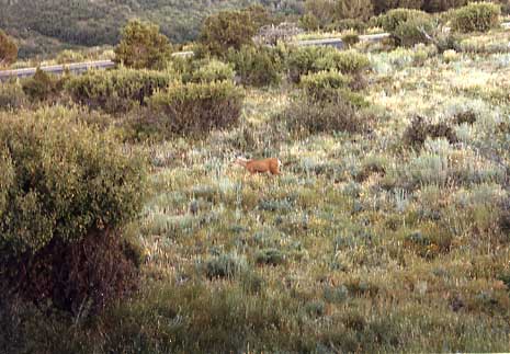 （メサバーデ国立公園）公園内には多くの野生の動物が生息しています。