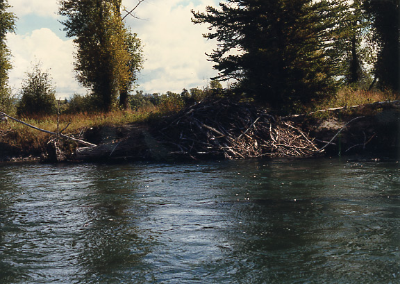 （グランドティトン国立公園）川の流れは比較的緩やかで、周辺の風景の変化は少ないが、川岸には木々がせまっていていかにもRocky山脈の川の流れ。