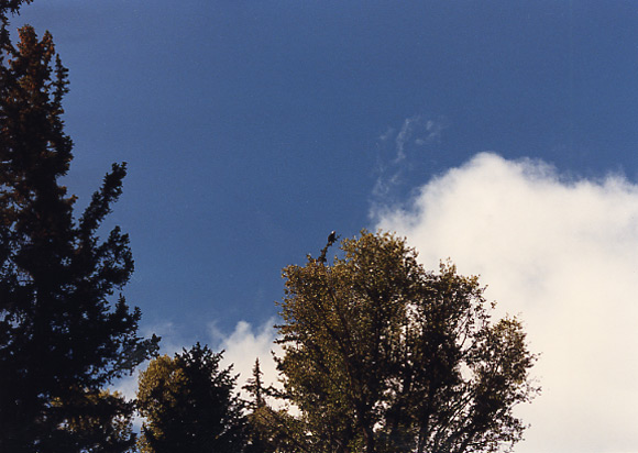 （グランドティトン国立公園）高い木の上にアメリカのシンボルである白頭鷲がとまっていたのが印象的でした。ところどころにビーバーの巣やかじられた木をみることができました。