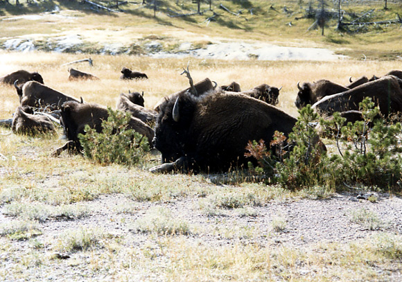 （イエローストーン国立公園 part1）Midway Gayser Basinに向かう途中には、Bisonの群れが休んでいるのが目の前にみえました。
