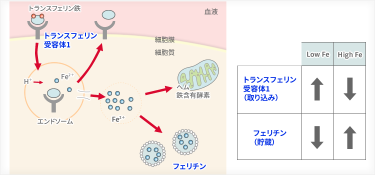 フェリチン上昇から考える