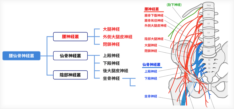 総合内科の第一歩は末梢神経を理解する【総論】