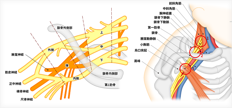 総合内科の第一歩は末梢神経を理解する≫腕神経叢