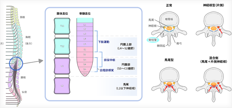 総合内科の第一歩は末梢神経を理解する≫陰部神経叢