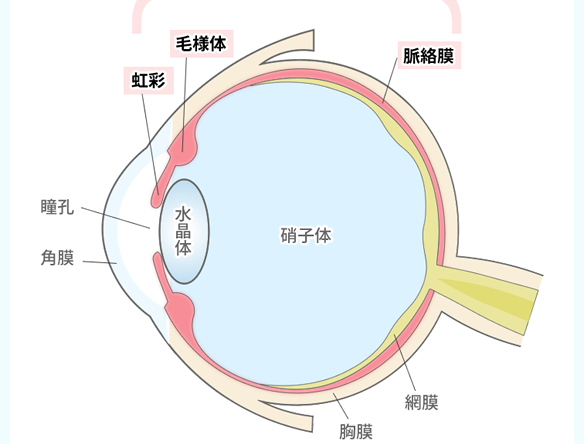 ぶどう膜炎と内科疾患