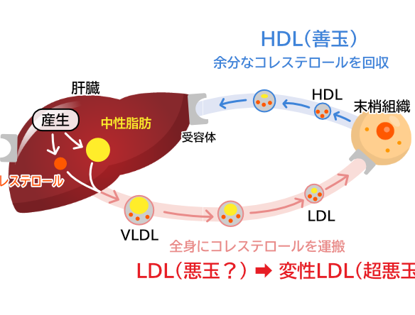 コレステロールと中性脂肪の話