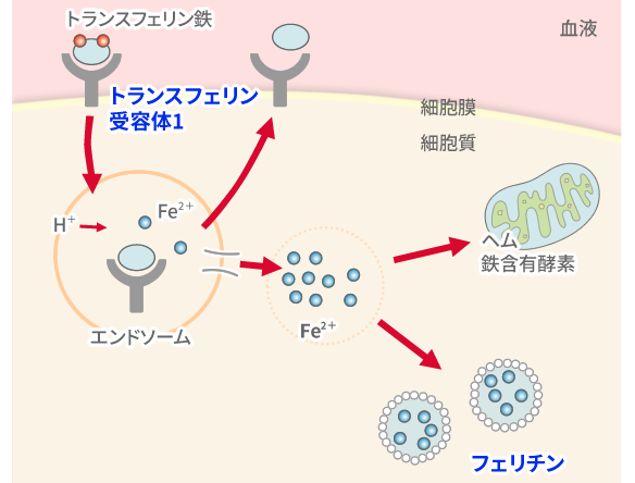 フェリチン上昇から考える