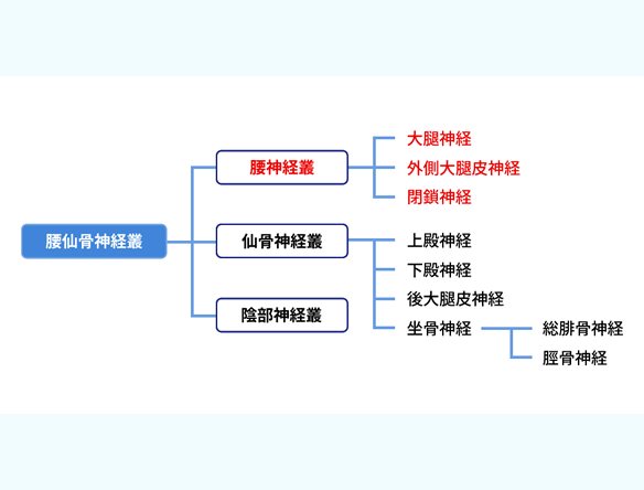 総合内科の第一歩は末梢神経を理解する