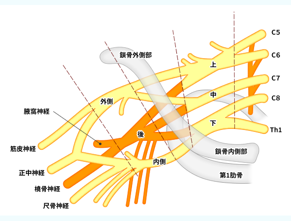 総合内科の第一歩は末梢神経を理解する