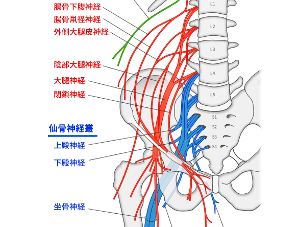 総合内科の第一歩は末梢神経を理解する