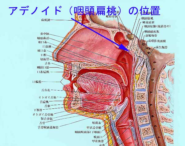 アデノイド(咽喉扁桃)の位置
