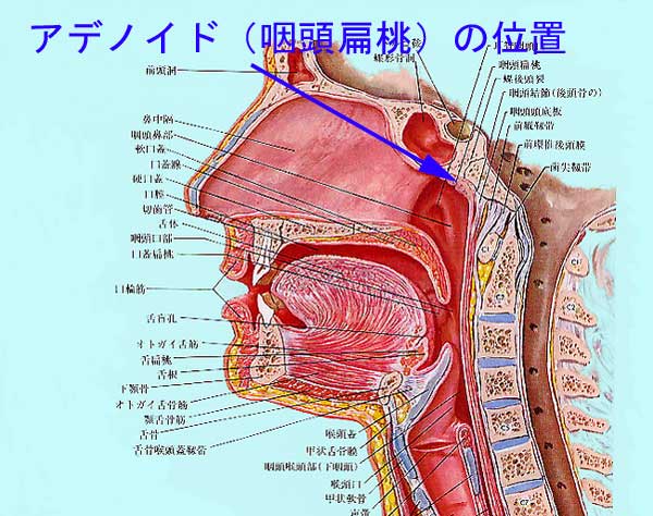 扁桃 腺 の 構造