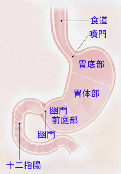 食道～胃～十二指腸