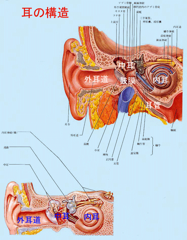 耳の構造