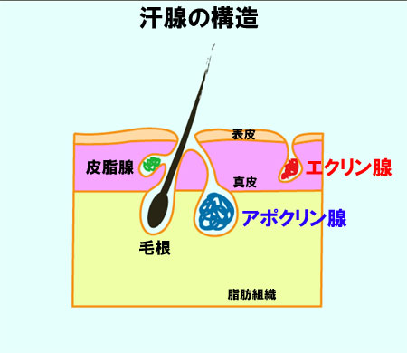 汗腺の構造