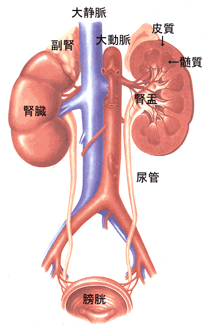 腎臓と腎盂、膀胱