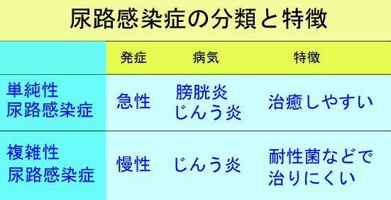 尿路感染症の分類と特徴