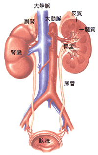 膀胱炎と腎盂炎