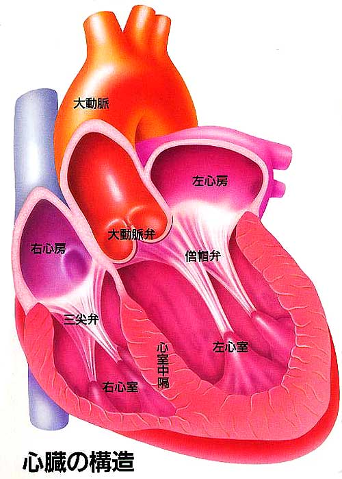 心臓の構造