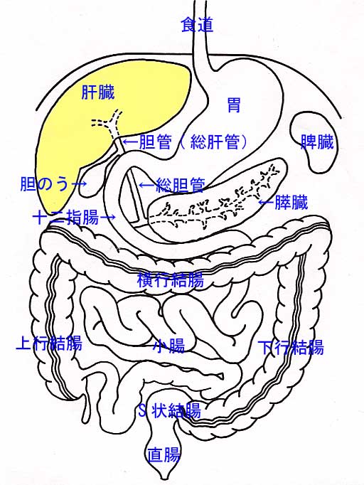 大人の腹痛｜診察室でよくみる大人の病気 みやけ内科・循環器科