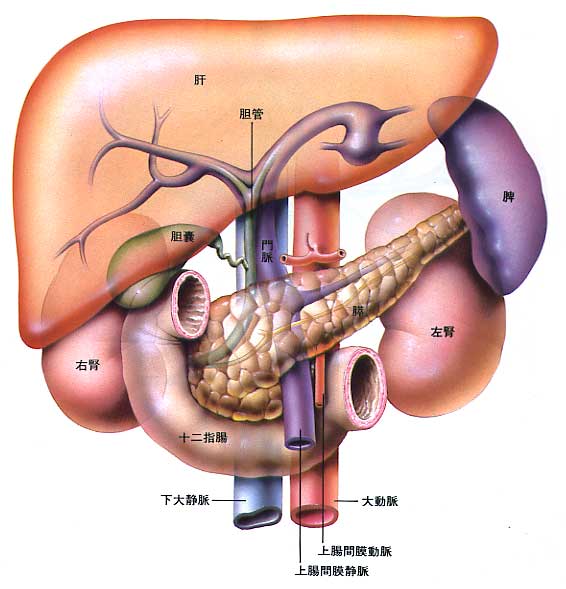 腹部の各臓器の位置関係