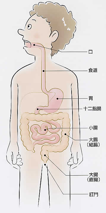 便が排出されるまで