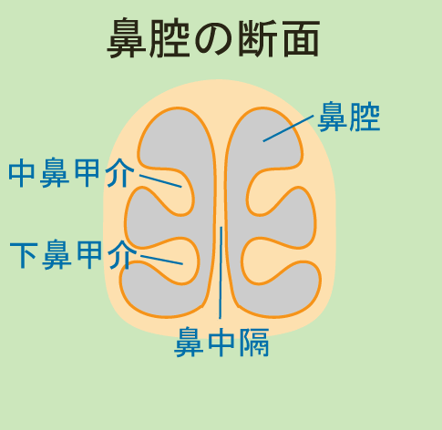 鼻腔の断面