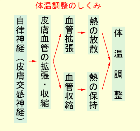 体温調整のしくみ