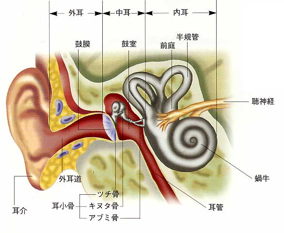 耳の構造