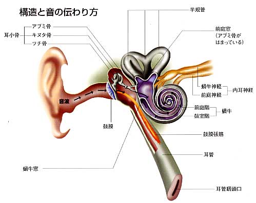 耳の構造と音の伝わり方