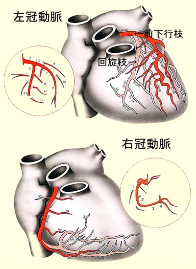 左冠動脈と右冠動脈
