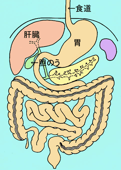 消化器