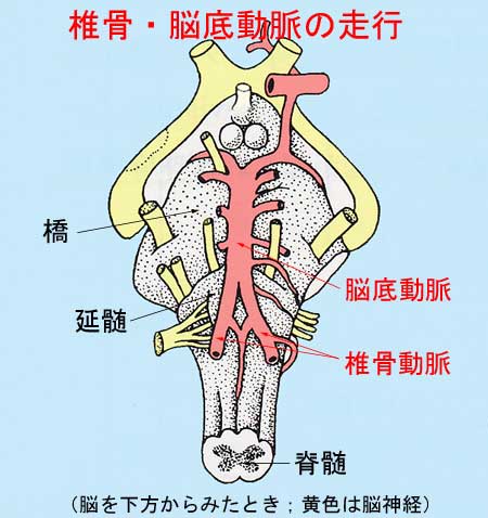 椎骨・脳底動脈の走行