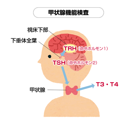 甲状腺機能検査