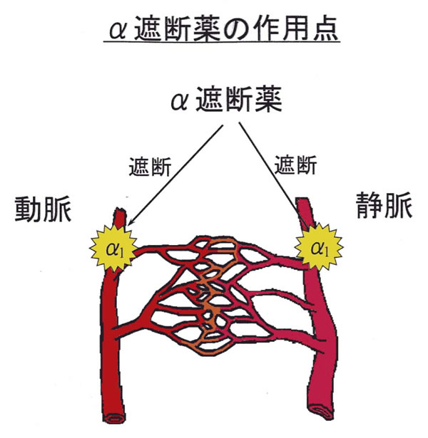 【図11】α遮断薬の作用点