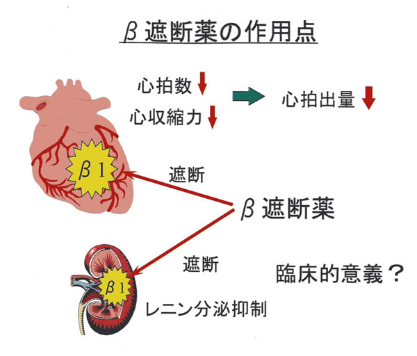 【図13】β遮断薬の作用点