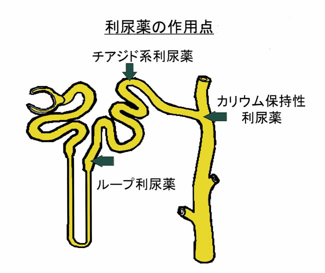 【図15】利尿薬の作用点