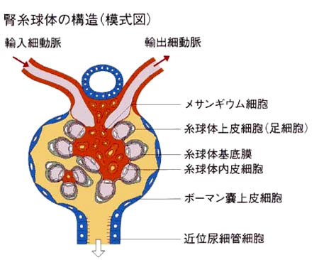 【図21】腎系球体の構造（模式図）