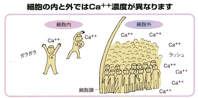 【イラスト4】細胞の内と外ではカルシウム濃度が異なります