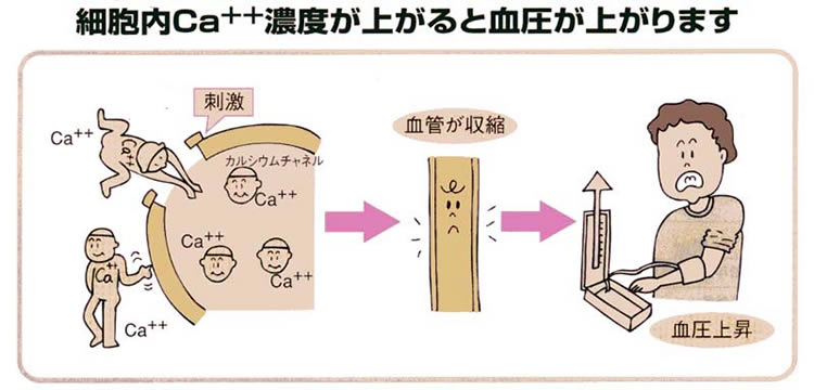 【イラスト5】細胞内カルシウム濃度が上がると血圧が上がります