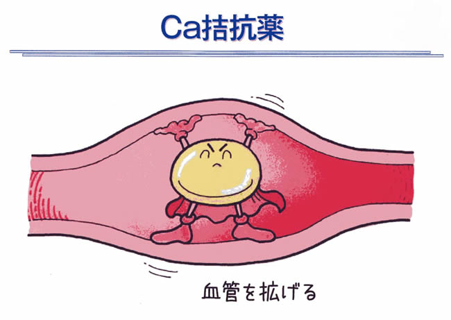 【イラスト6】カルシウム拮抗薬