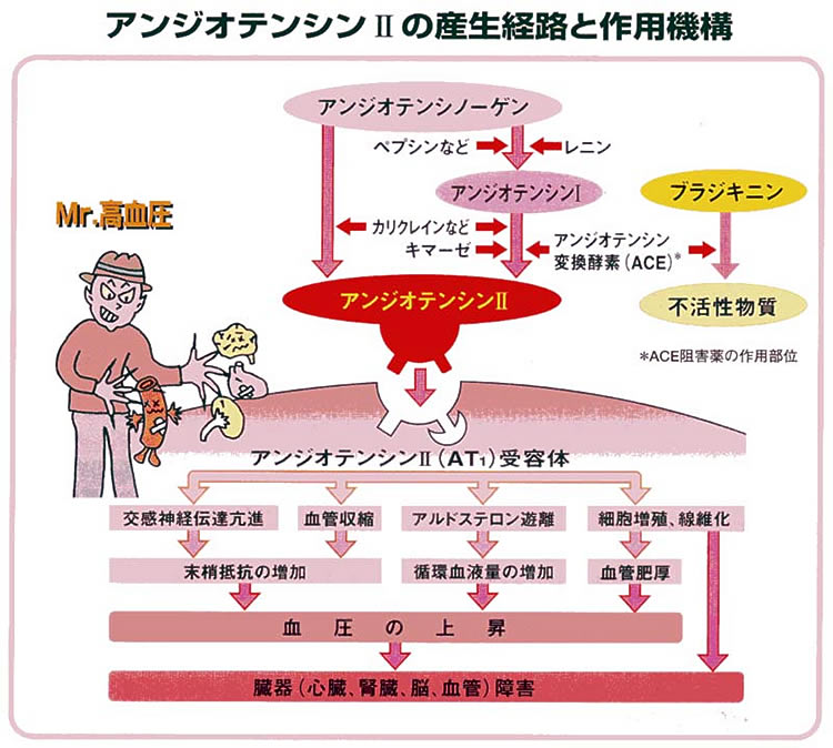 【図4】アンジオテンシンⅡの生産経路と作用機構