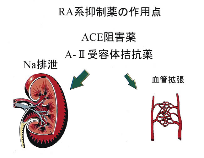 【図8】レニン－アンジオテンシン系抑制薬の作用点